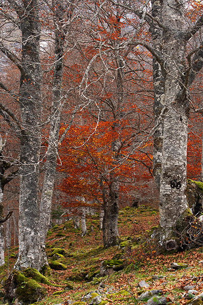 Bosc de tardor a l'Artiga de Lin, fageda Vielha, Val d'Aran, Lleida