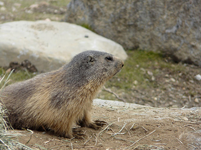 marmota aran park 1