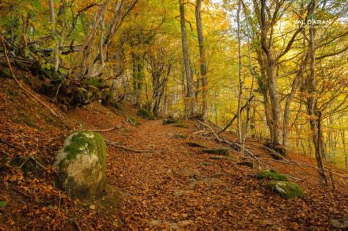 OTOÑO 2 @val d'aran photos